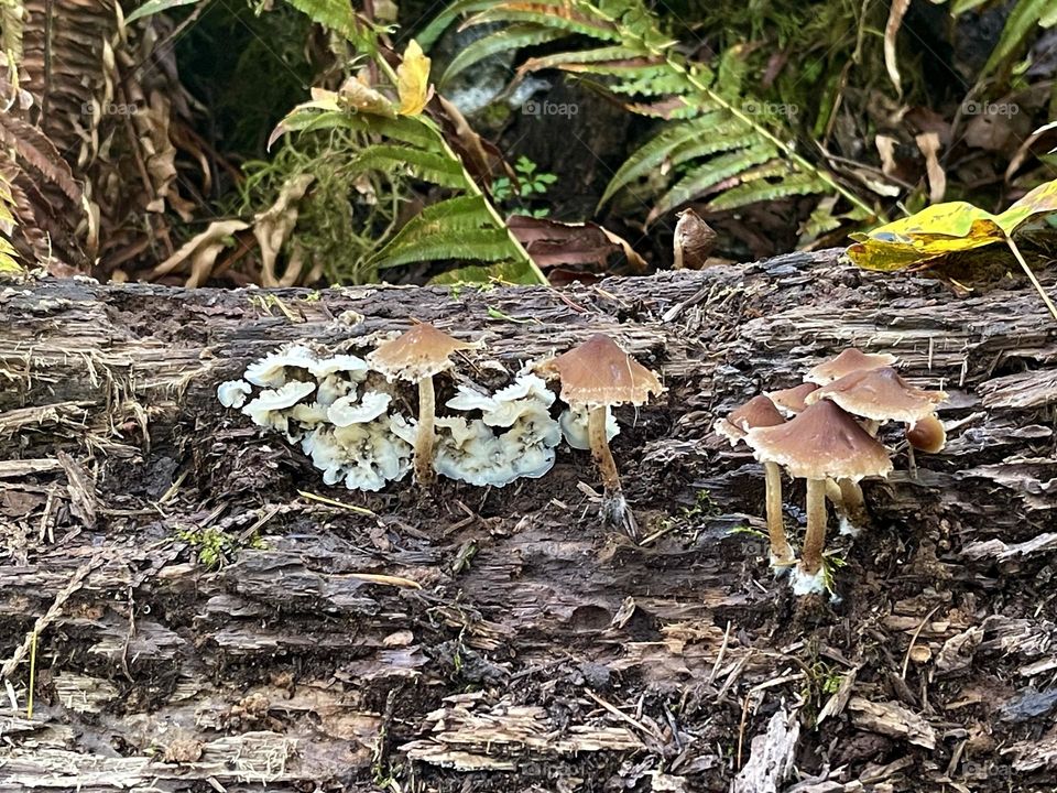 Mushrooms on the wooden log in the forest 