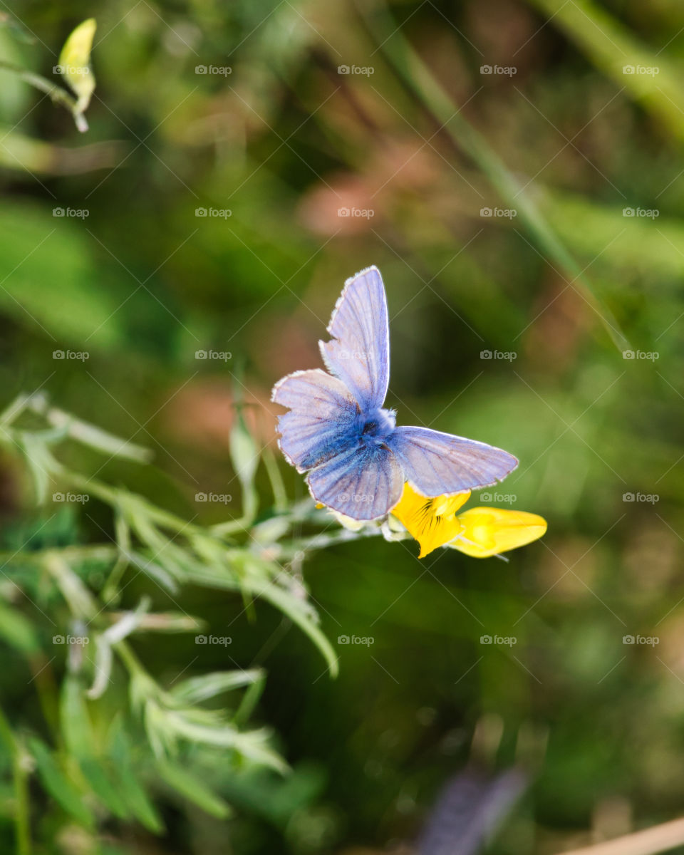Common blue butterfly close up