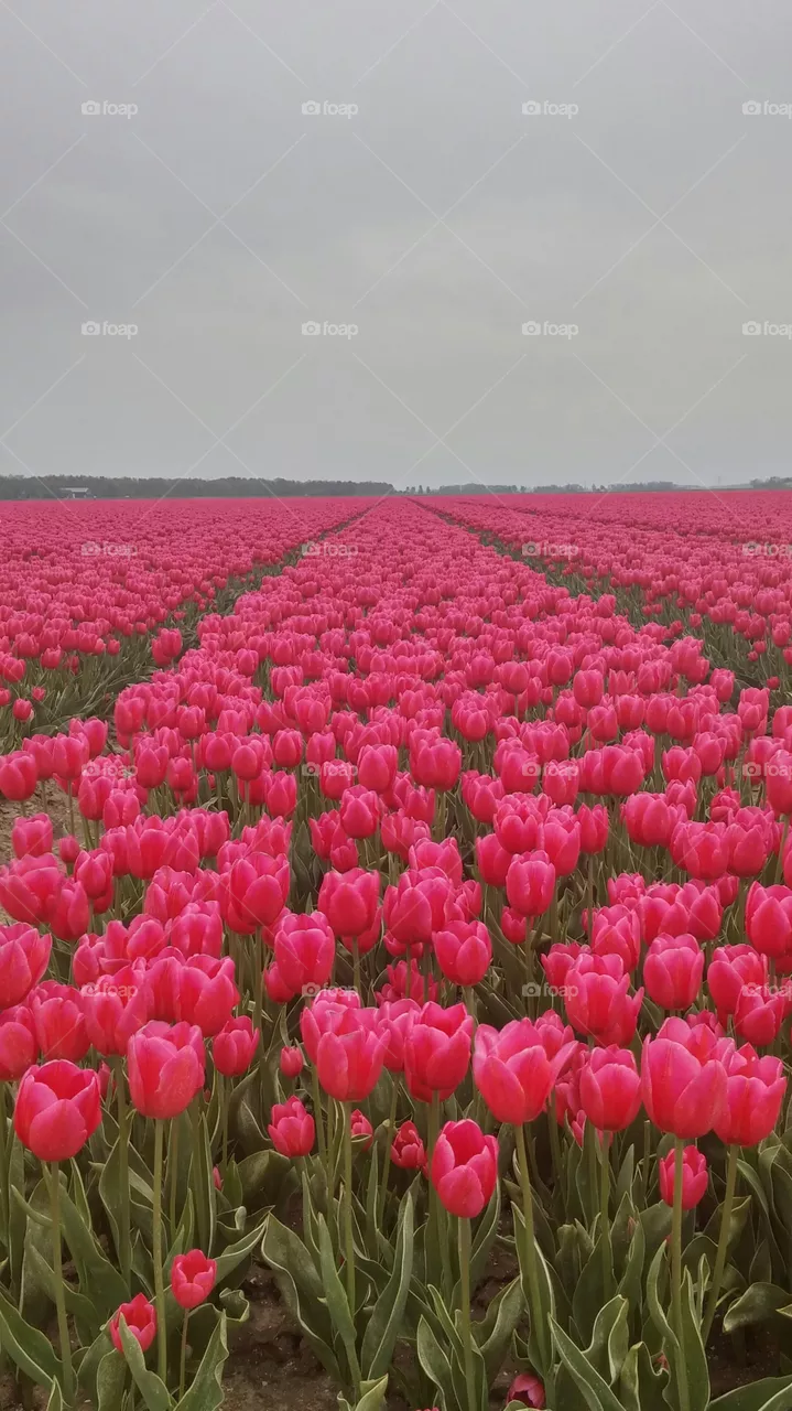 Pink tulip flowers . Pink tulip field in holland 