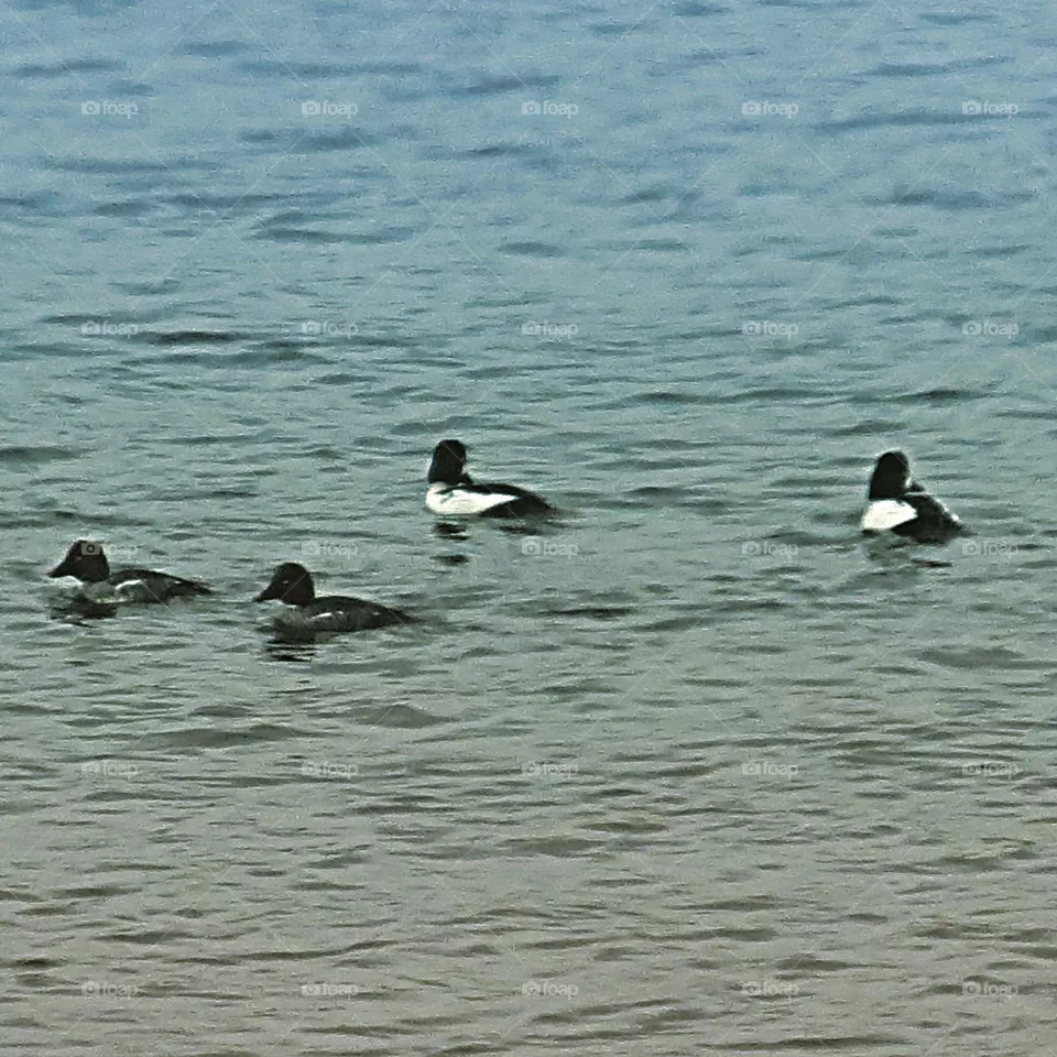 Common Golden Eye