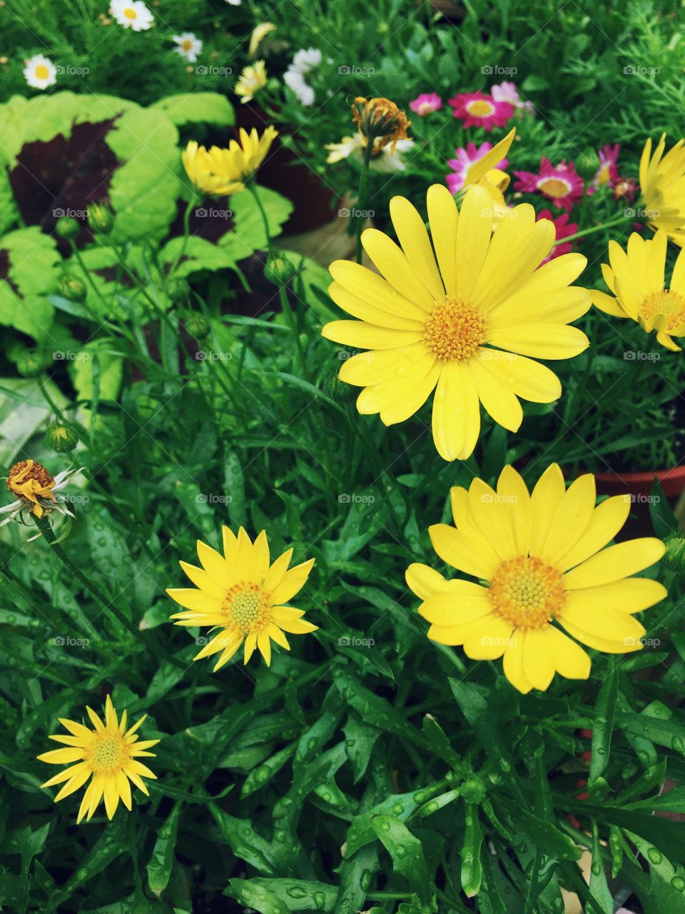 Daisies - yellow daisies of various sizes against background of greenery and various other smaller flowers 