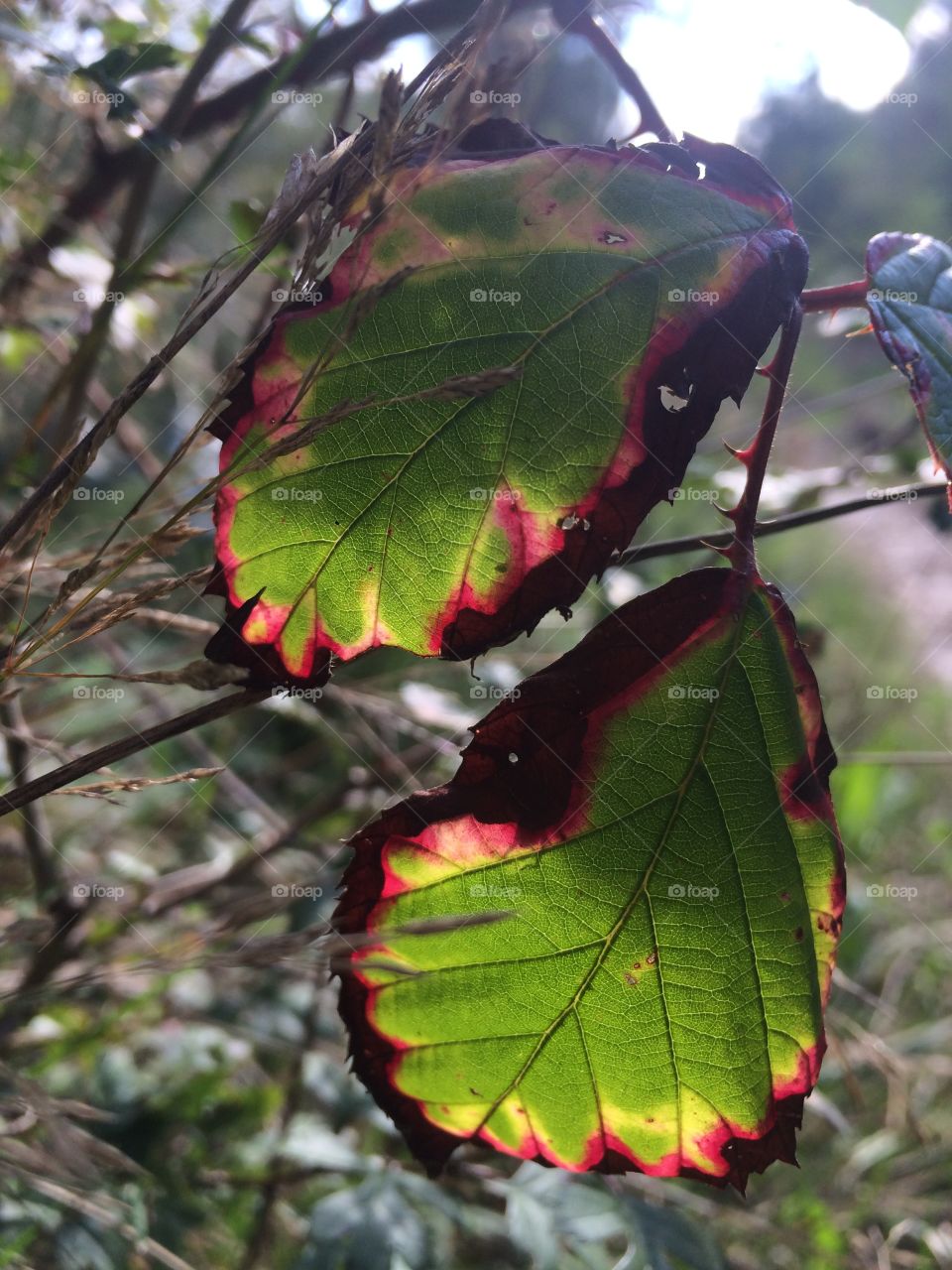 Green and red autumn leafs 