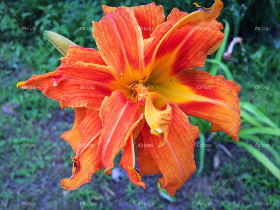 Daylily 