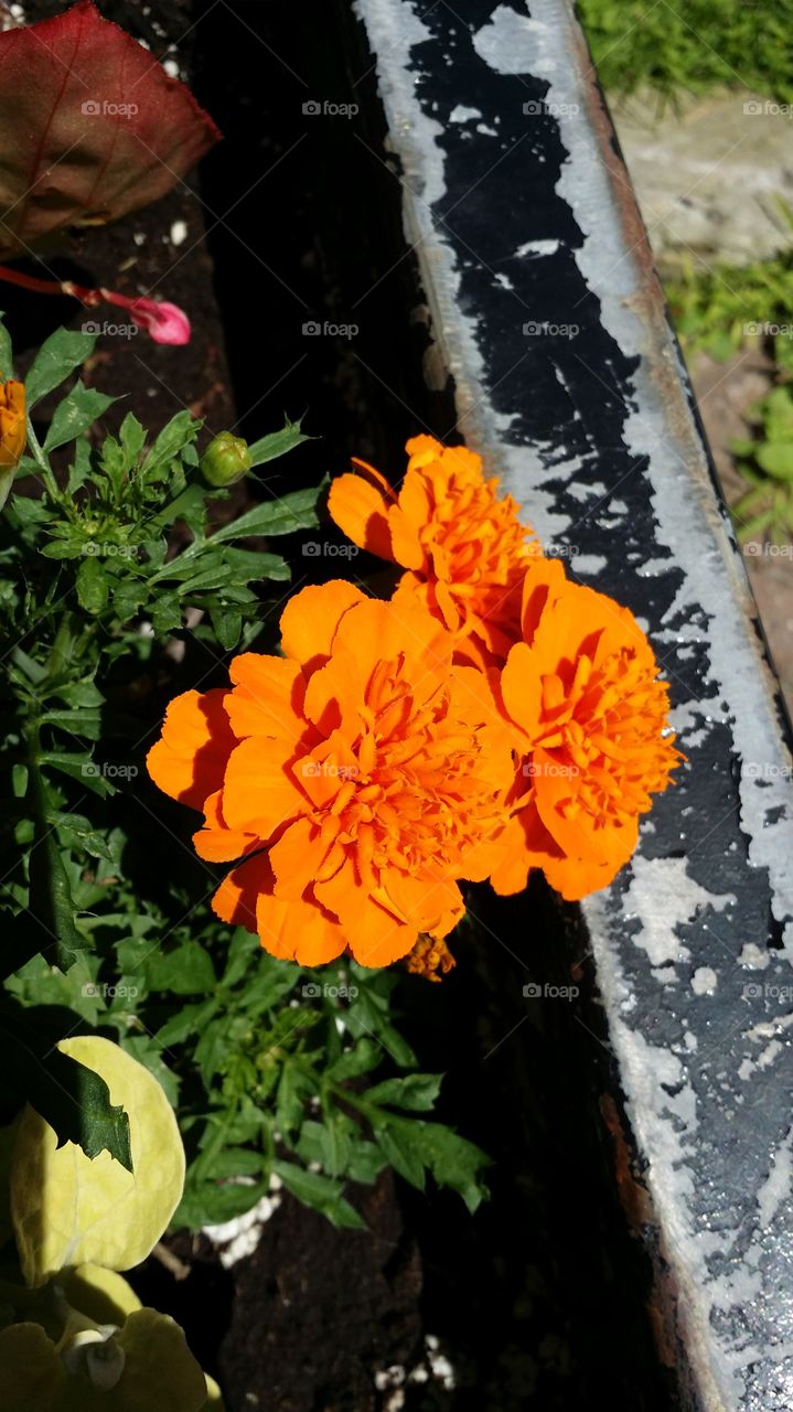 Orange flower 1