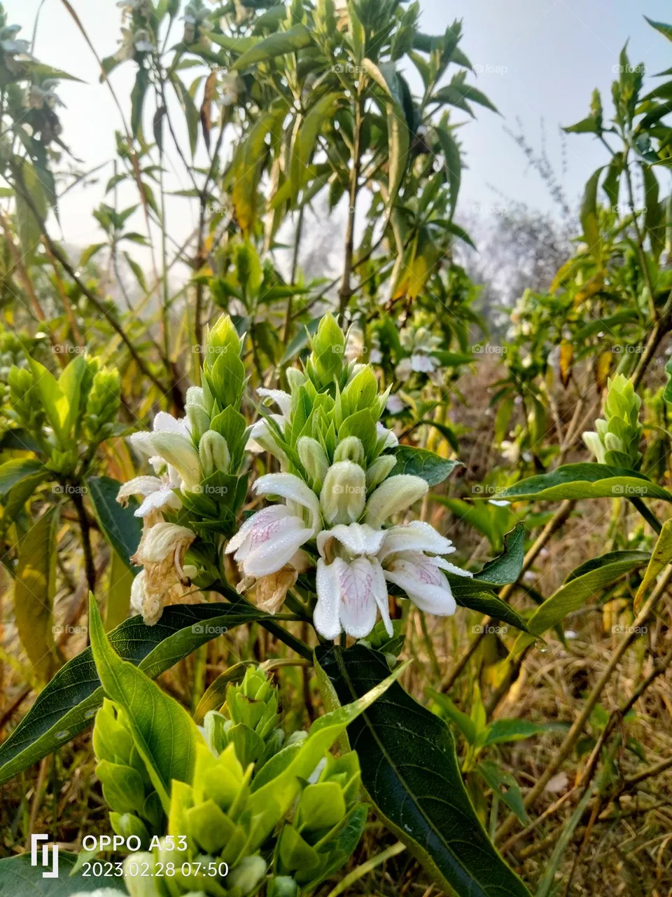 justicia Adhatoda plant.