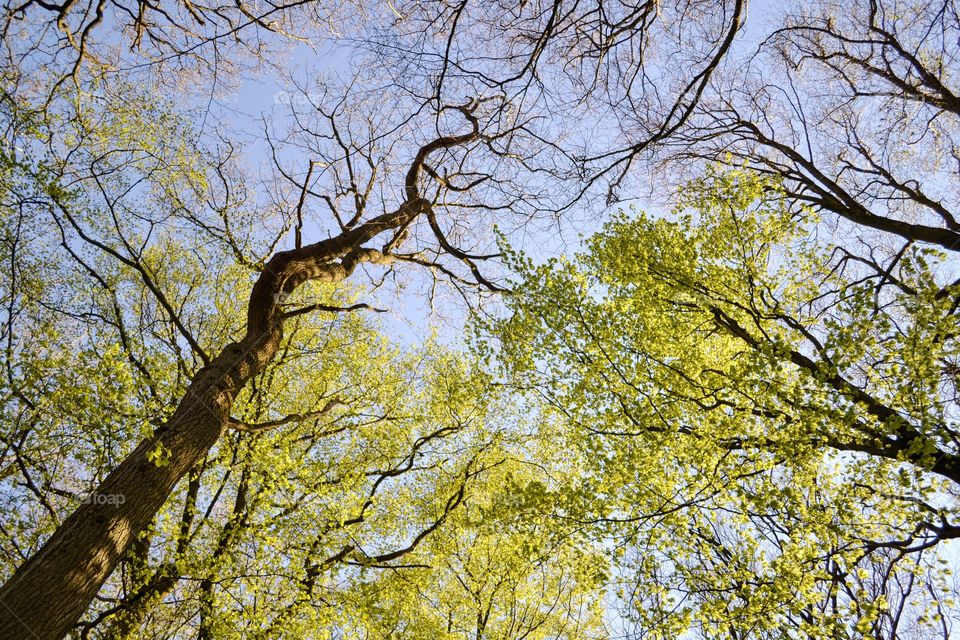 Tree, Wood, Branch, Leaf, Landscape