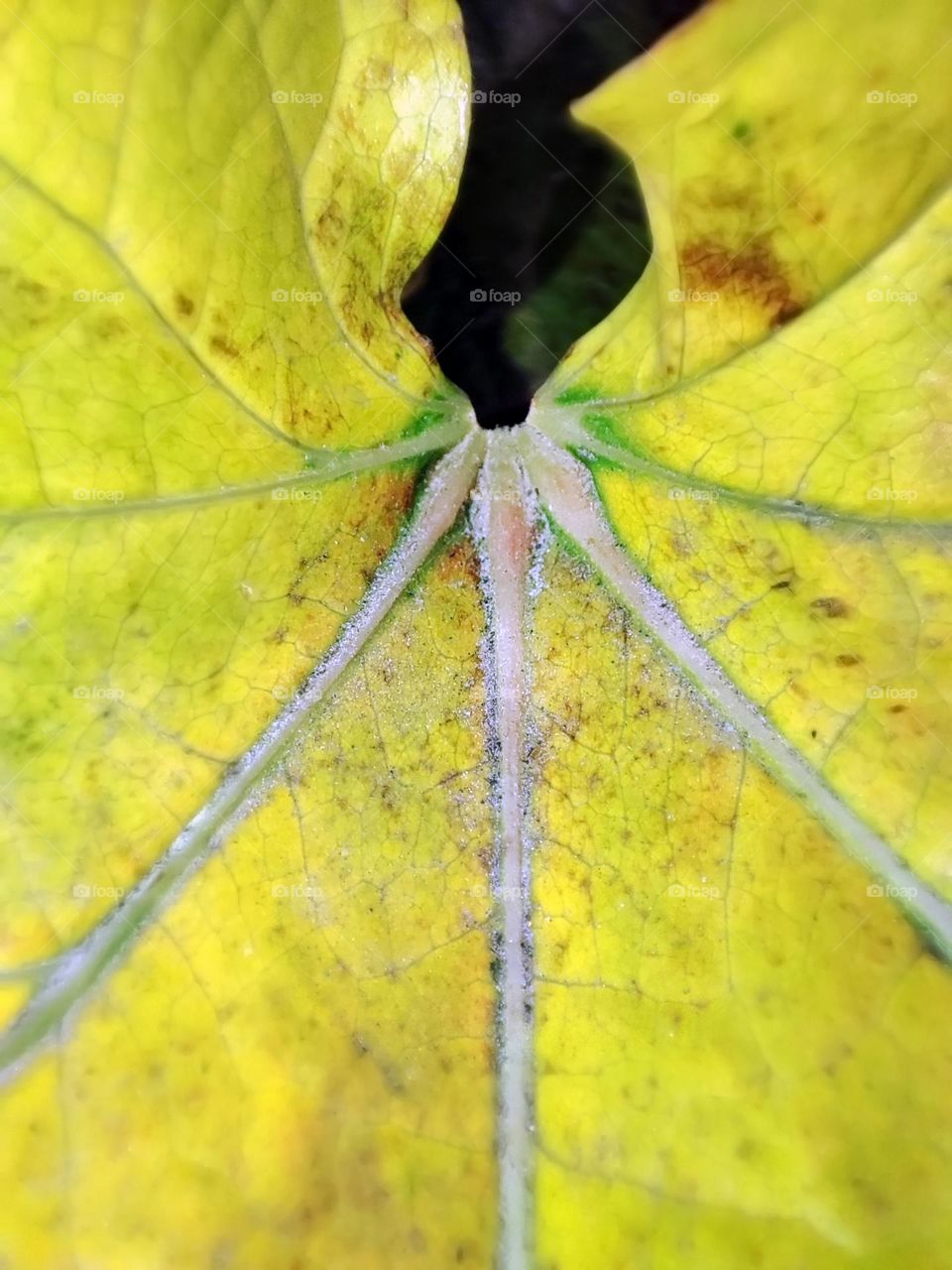 Macro photo of fallen leaves from trees in the garden