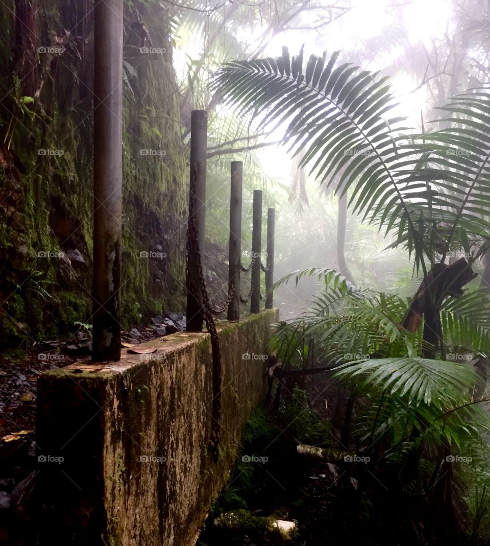 Misty forest in Puerto Rico