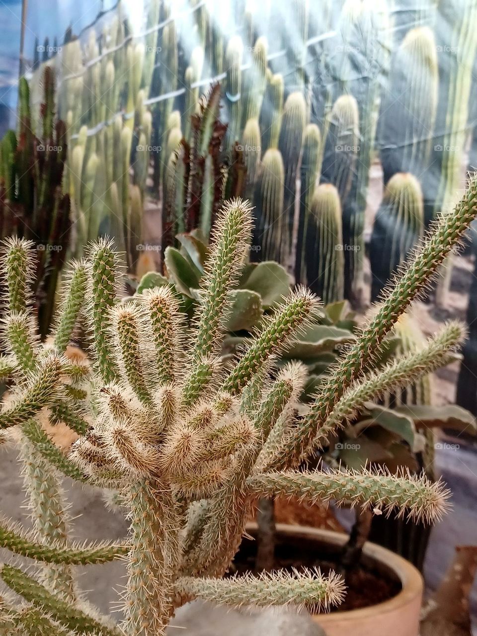 Mobile series: plants -- cactus