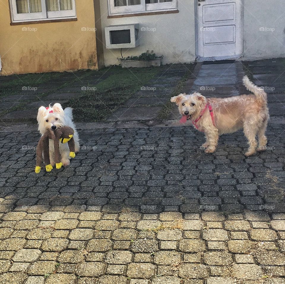 @spring walk with your dog