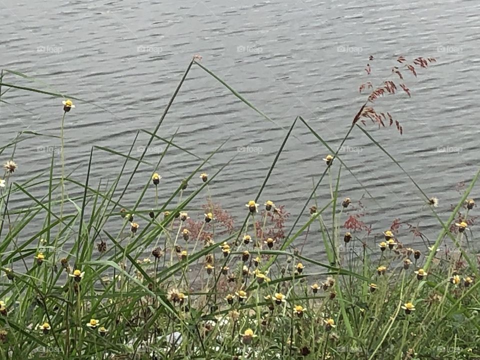 Plants around everywhere, Countryside ( Thailand 🇹🇭