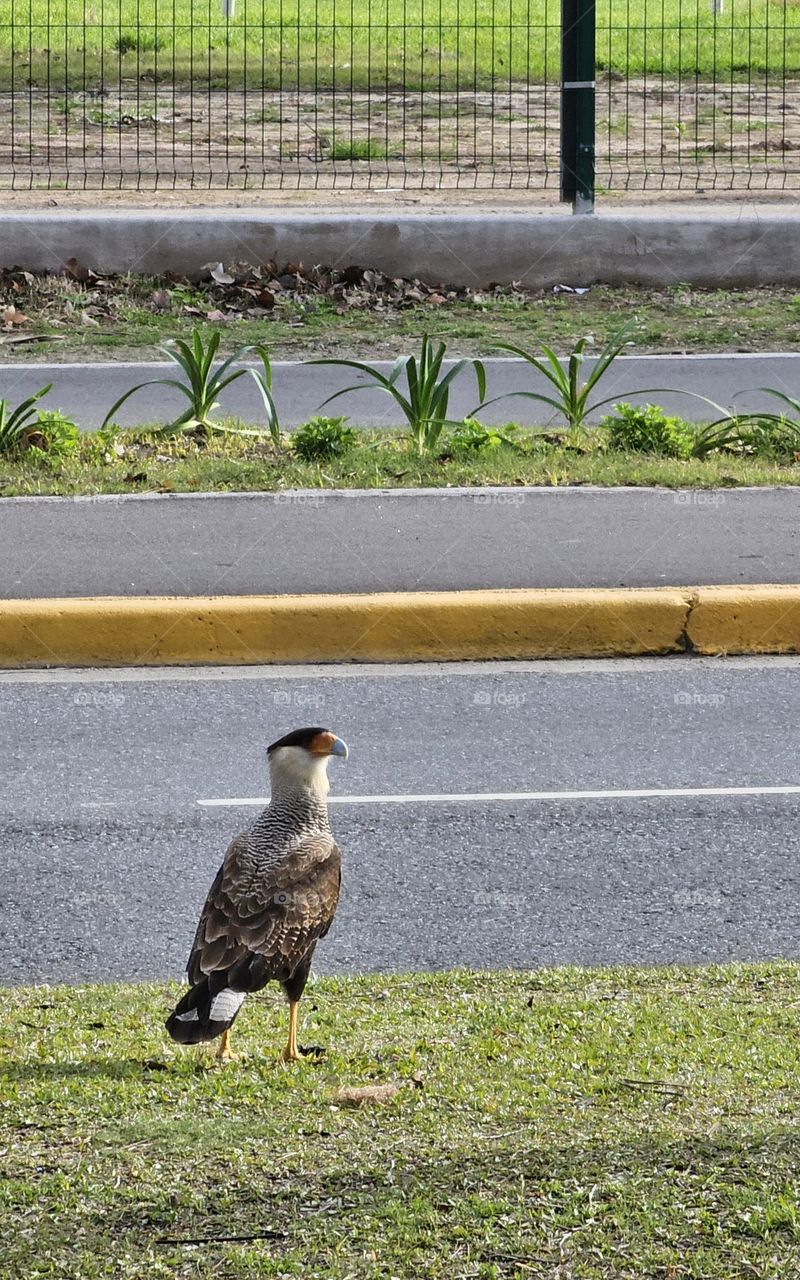 Crested Caracara in the city