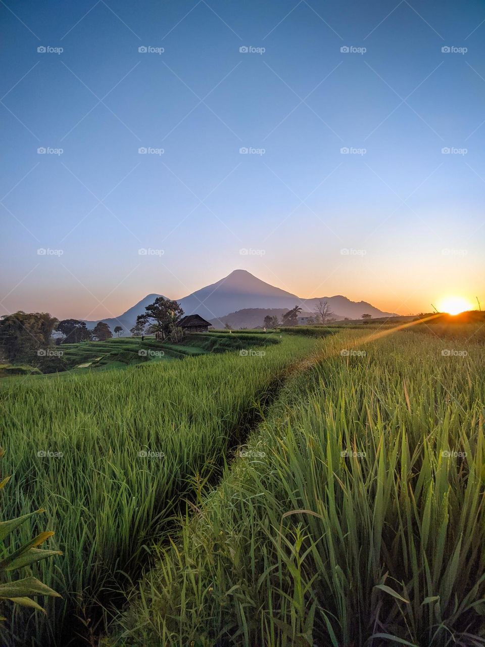 Indonesia has very beautiful rice fields