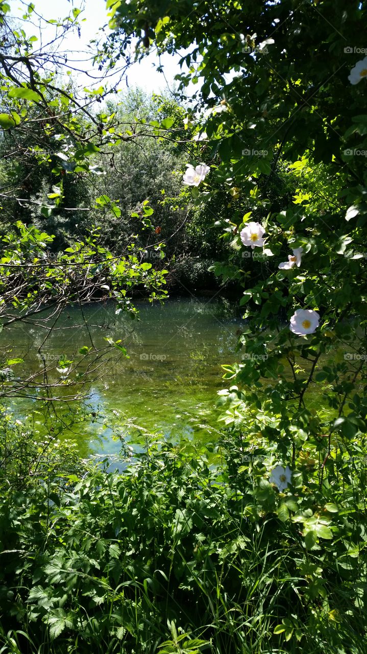 Grün. Sonniger  Tag 