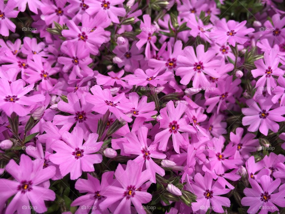 Pink phlox