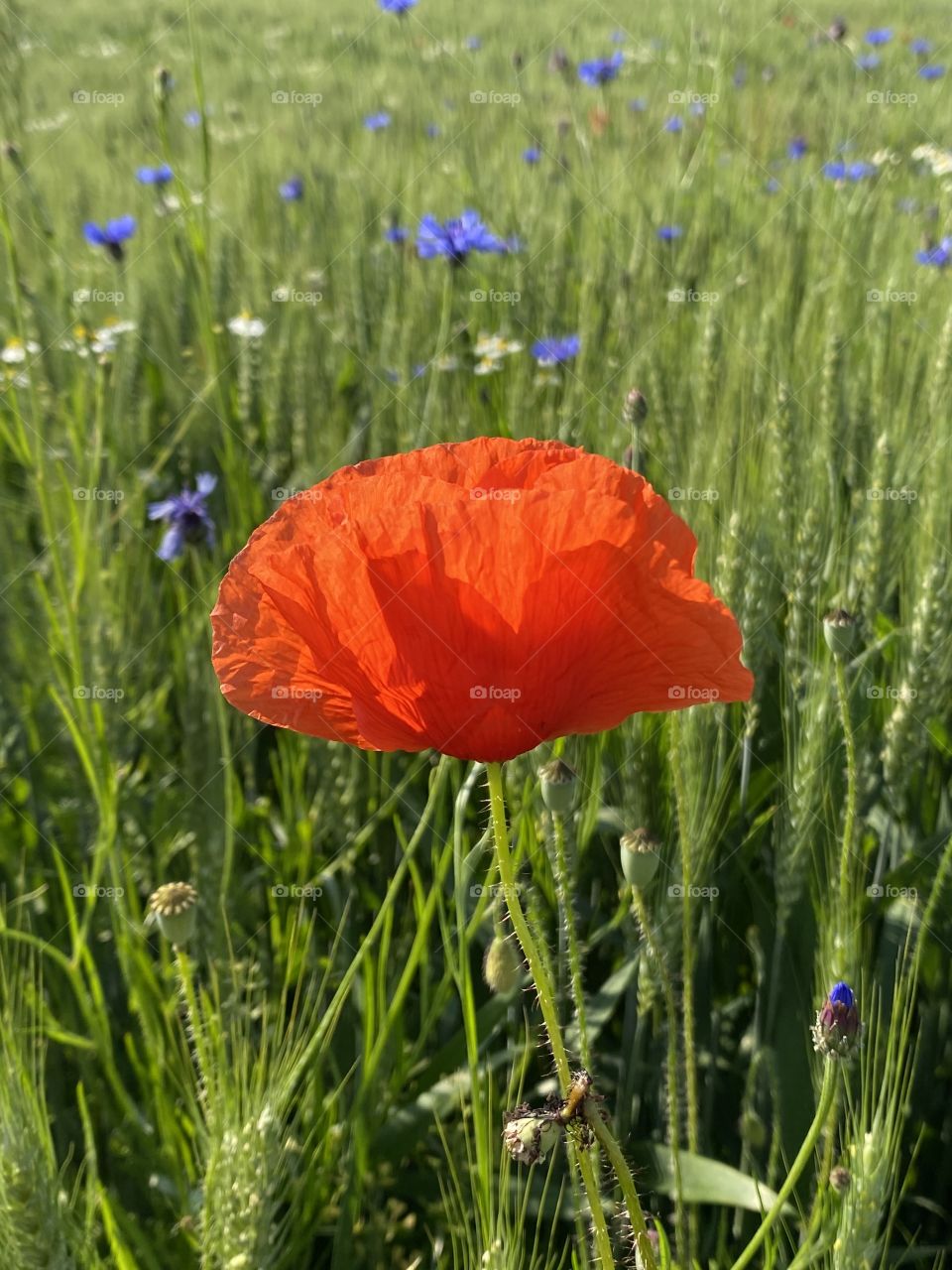 Mohn 