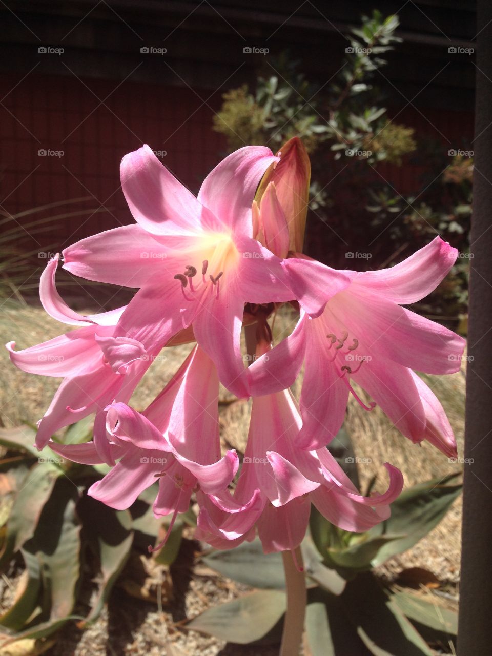 Bella Belladonna. True amaryllis, shot in Berkeley, CA. 