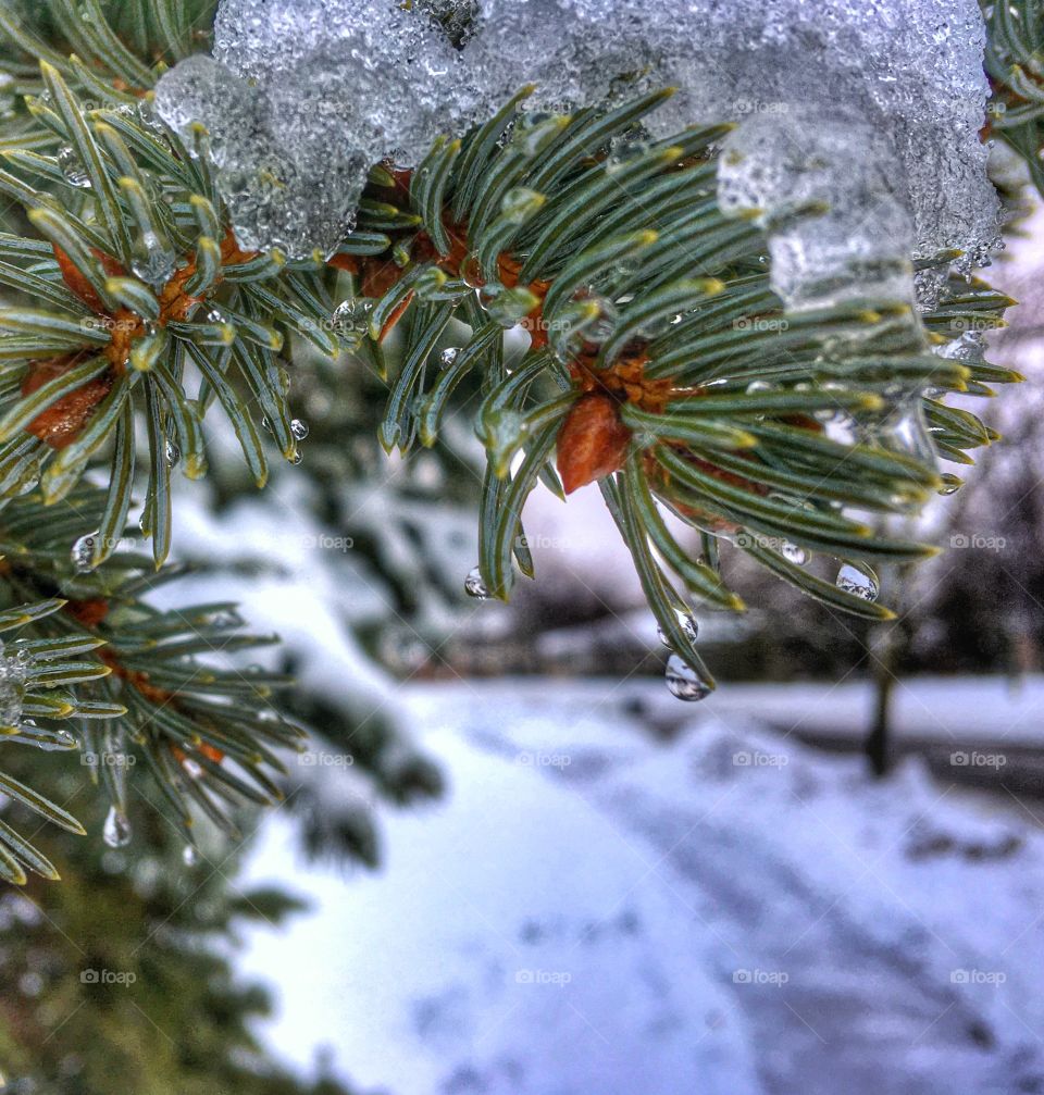 Icy pine tree 