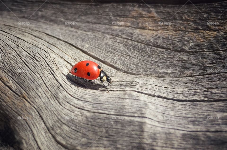 A ladybug (coccinella) walks with grace while enjoying the attention shown. She demonstrates the beautiful colors on her wings, showing how beautiful she is.