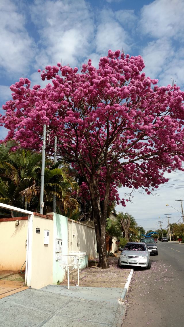 pink tree
