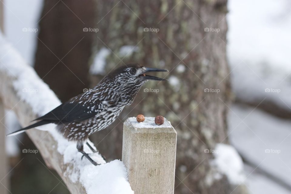 Winter Bird Eats Nuts