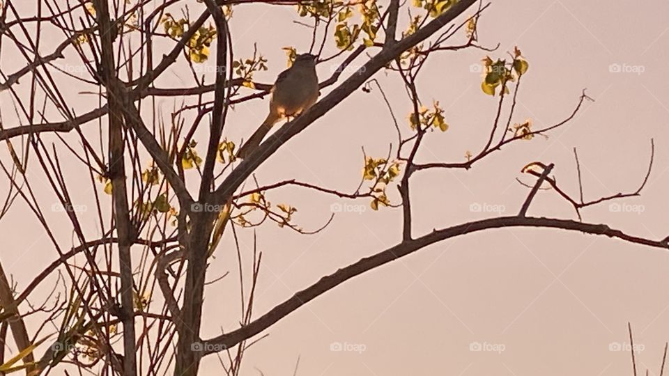 Orange yellow backlit Sky. Sundown not much reflections water. No intense moments with this Sunset. Atmosphere already chilled from strong Cold Front earlier this  mockingbird perched on branch I’m sitting right under taking portraits of this bird. 