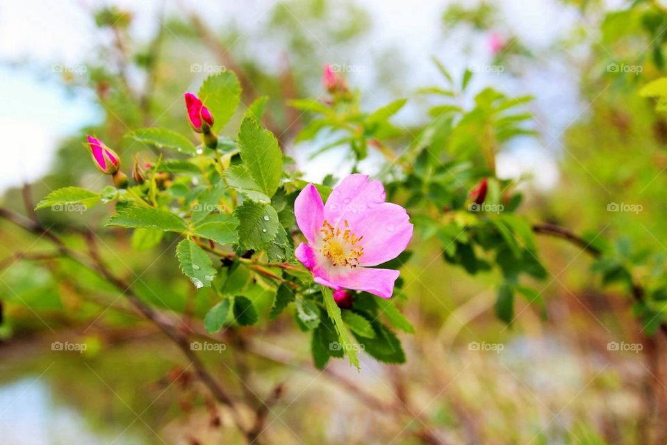 flowers