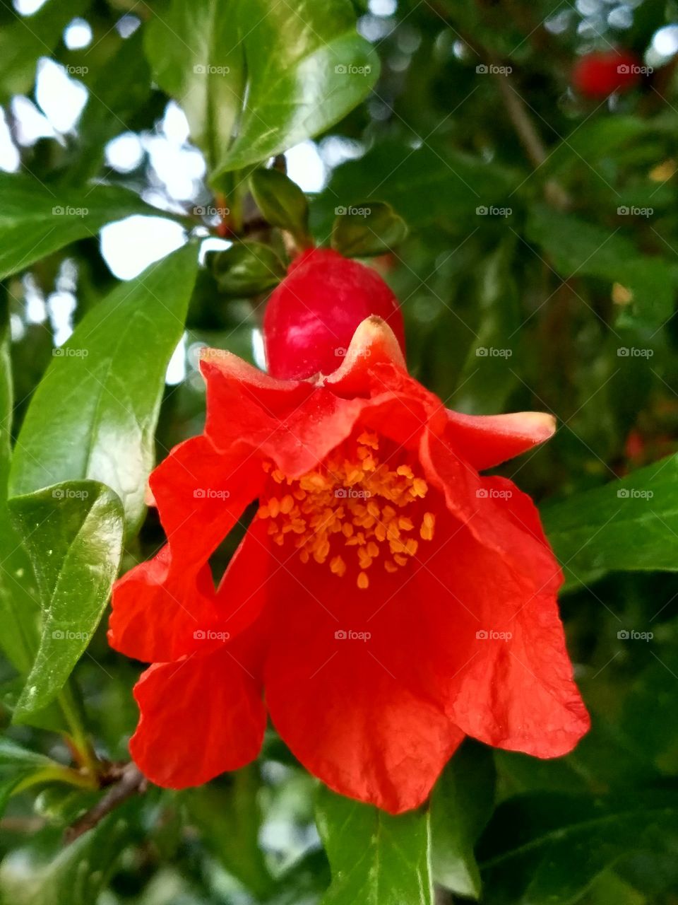 Pomegranate flower