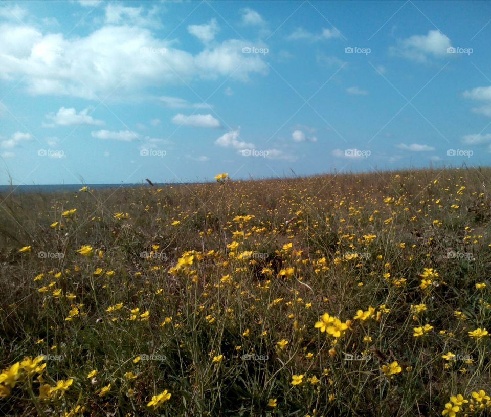 Landscape, Nature, No Person, Flower, Field