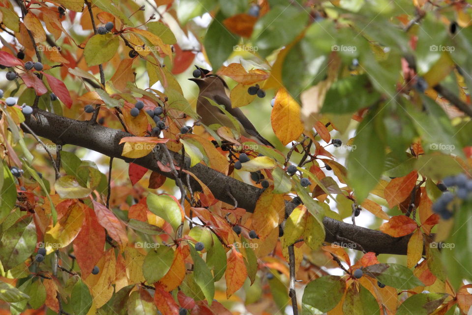 bird eating a berry