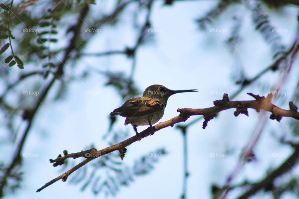 hummingbird and shadow of tree