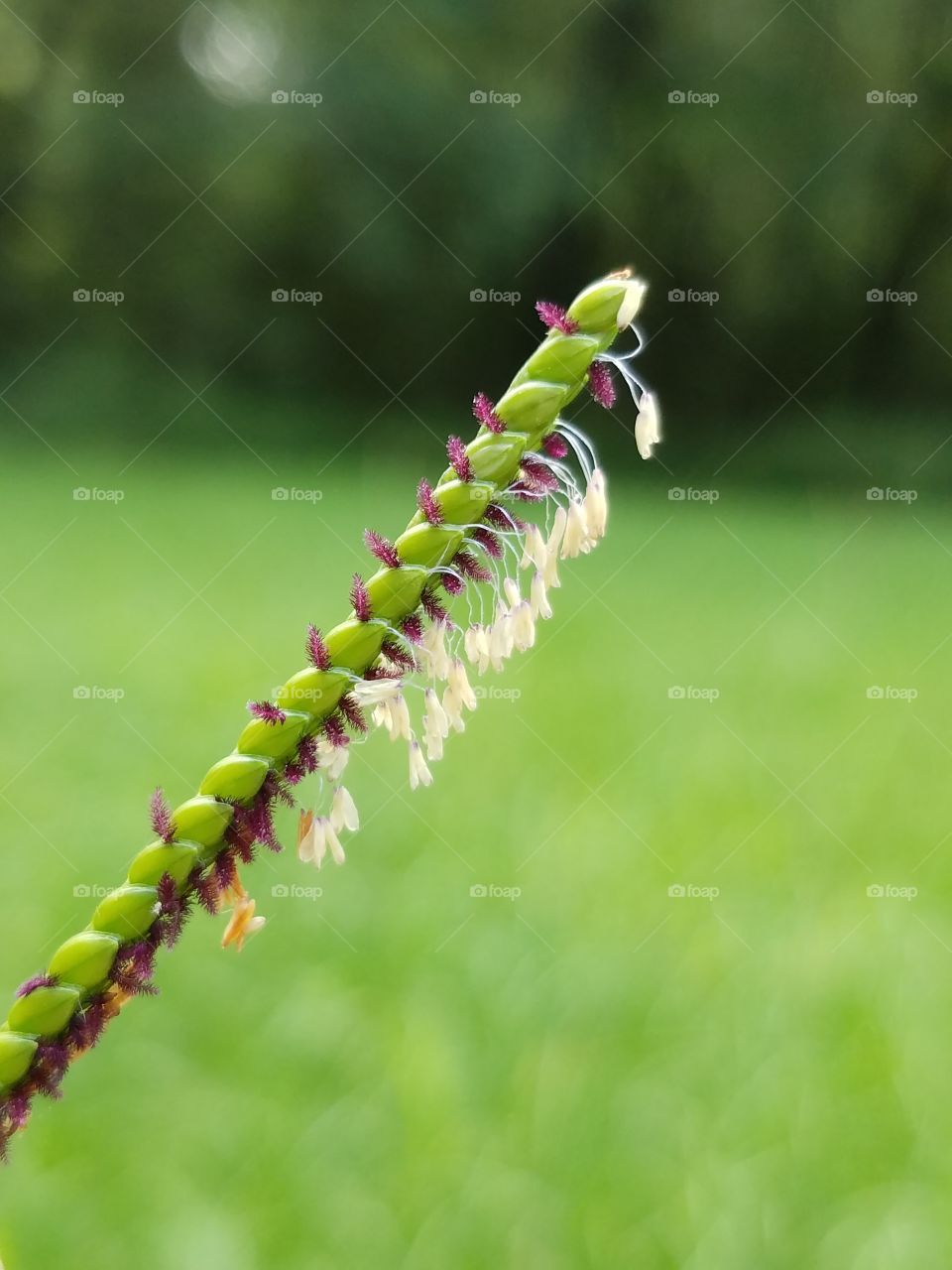Nature, No Person, Leaf, Outdoors, Grass