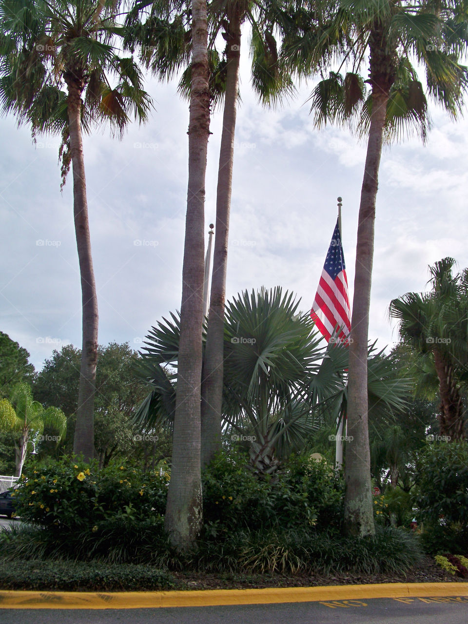 nature palm trees florida orlando by tonyalynn