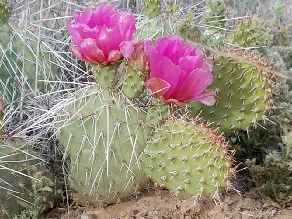 New Mexico Cactus Flower