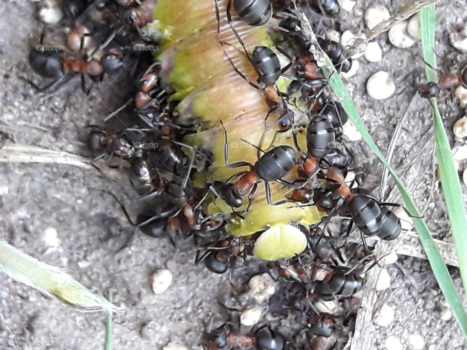 insect, caterpillar, ants, struggle for existence, Anthill