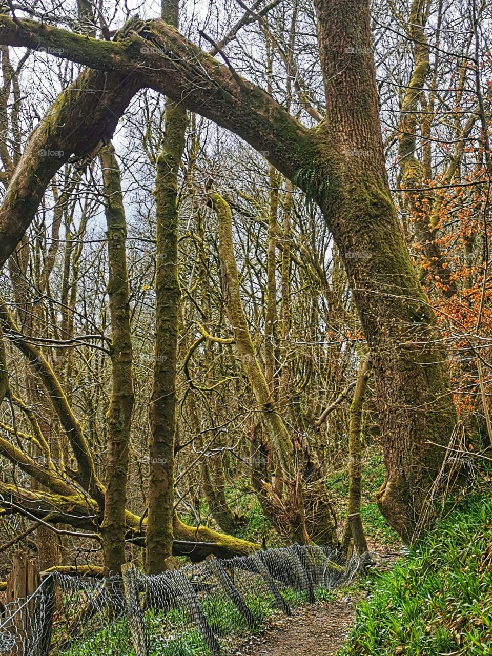 Tree arch in the glen