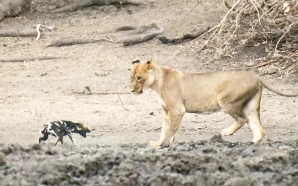 wild animals