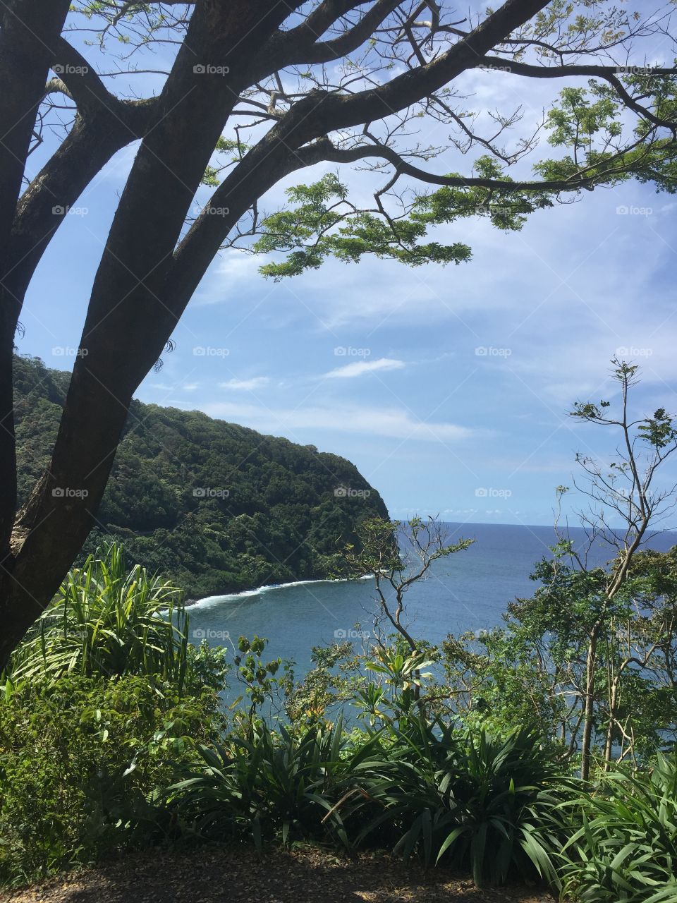 Trees by the ocean