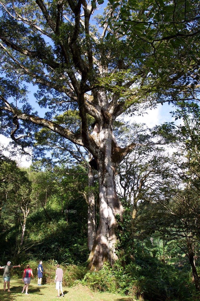 Gigantic tree