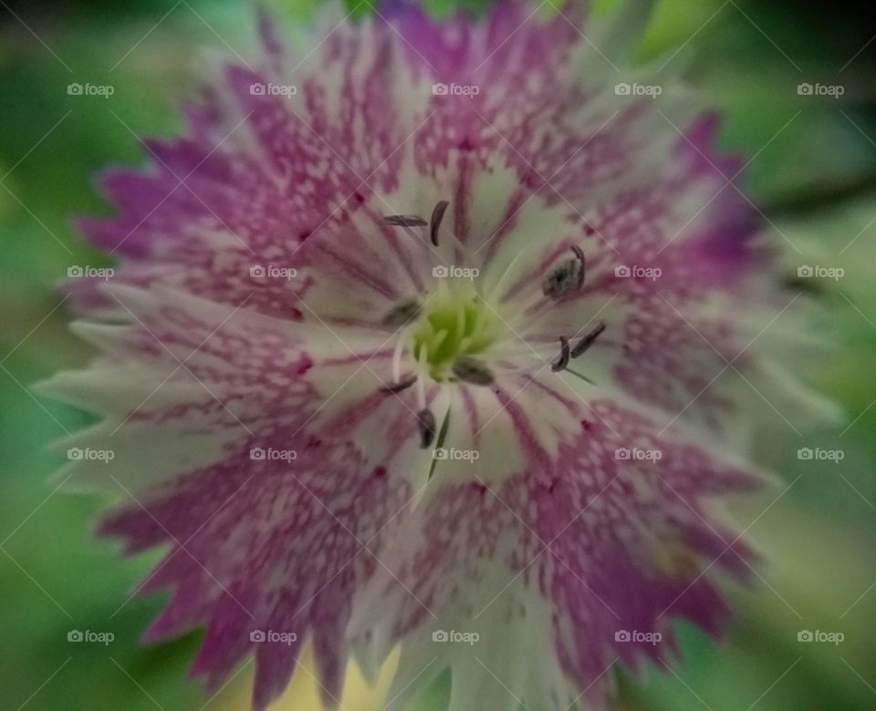 Close-up of Dianthus Flower