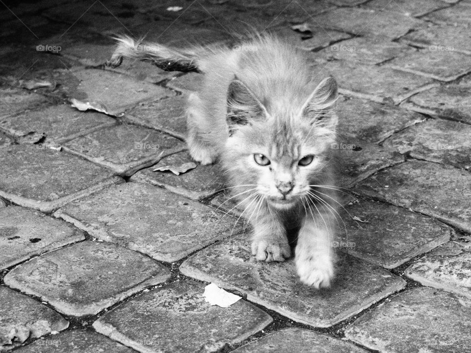 Animals Cat Crawling Black & White