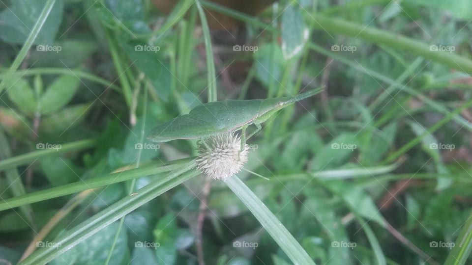 Grass flower and grasshopper together when diversity is the beauty of beauty.