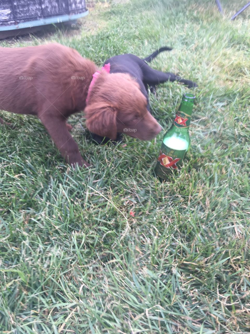 Puppy looking for beer