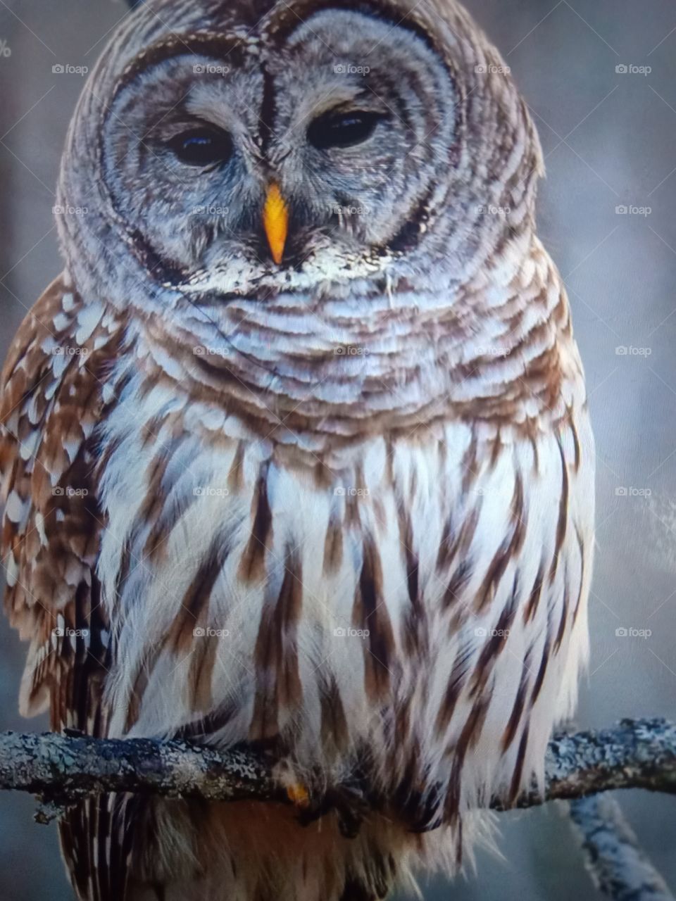 Handsome Owl