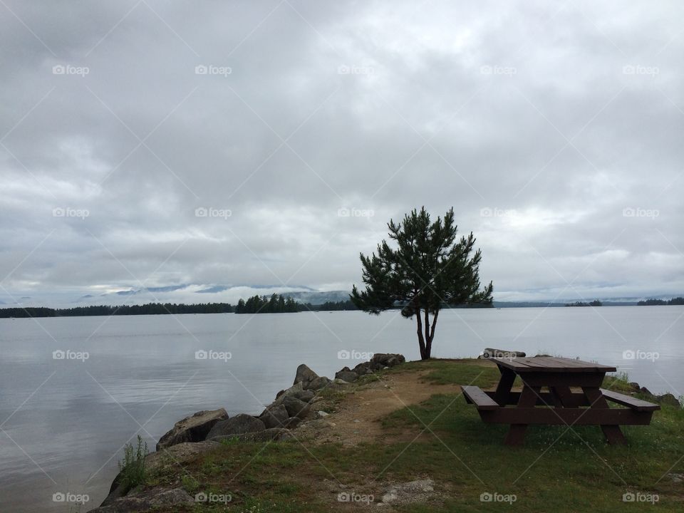 Calm grey water one tree