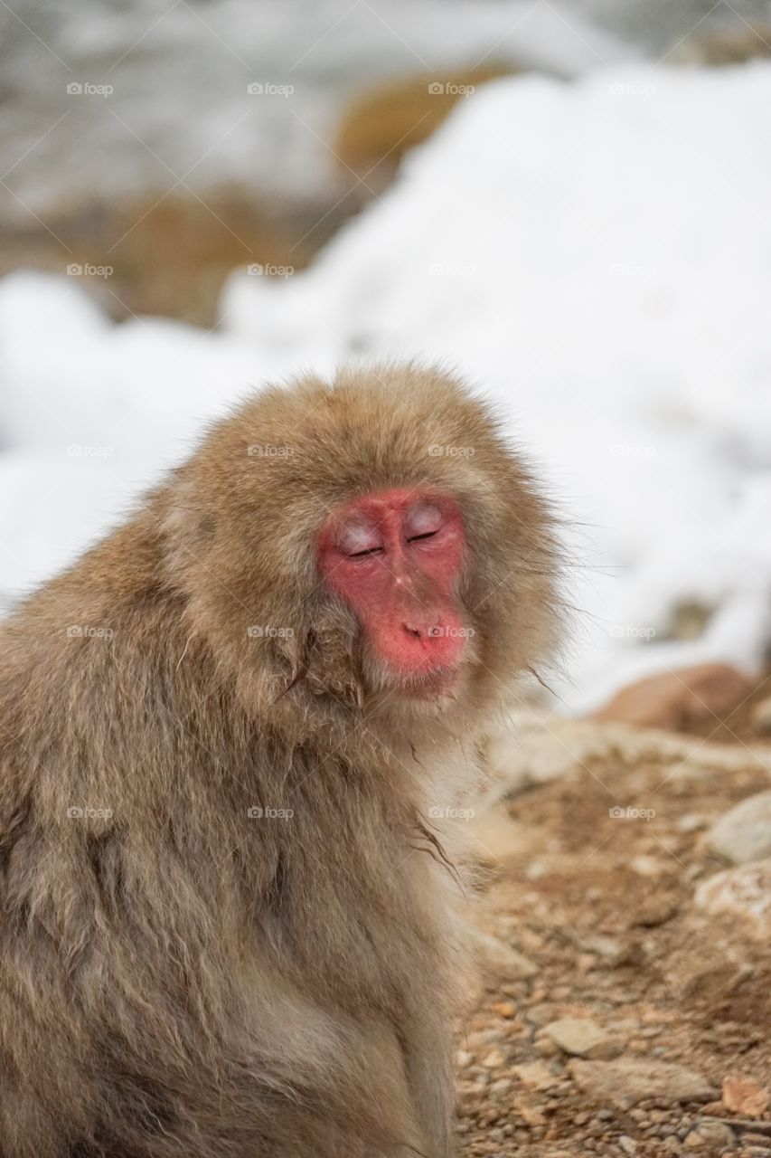 snow monkey