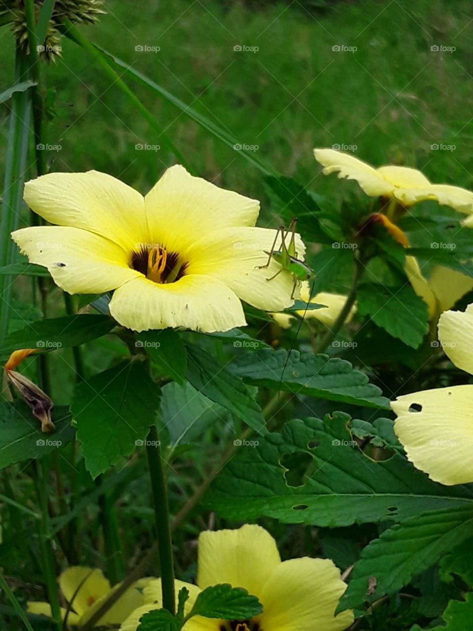 A vida é pra ser florida !