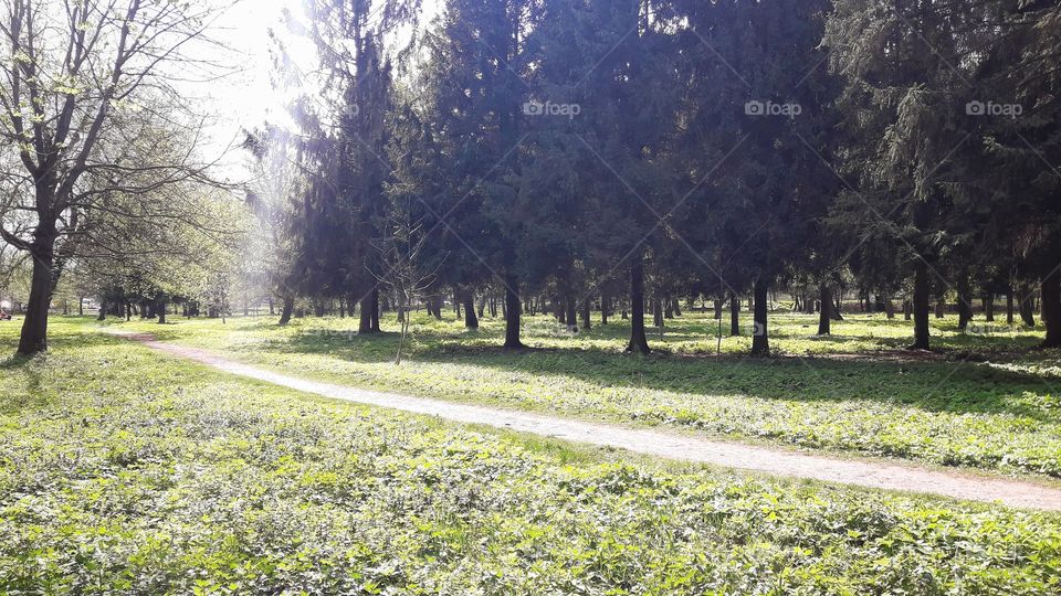 Morning in the forest with sunlight