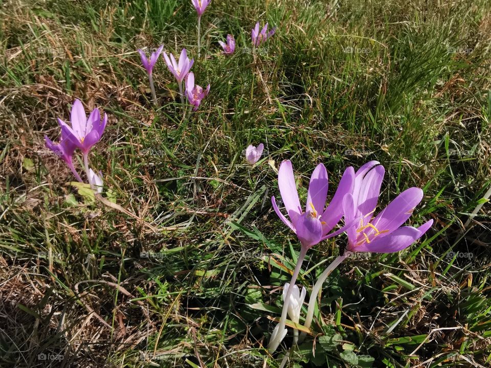 Autumn crocus