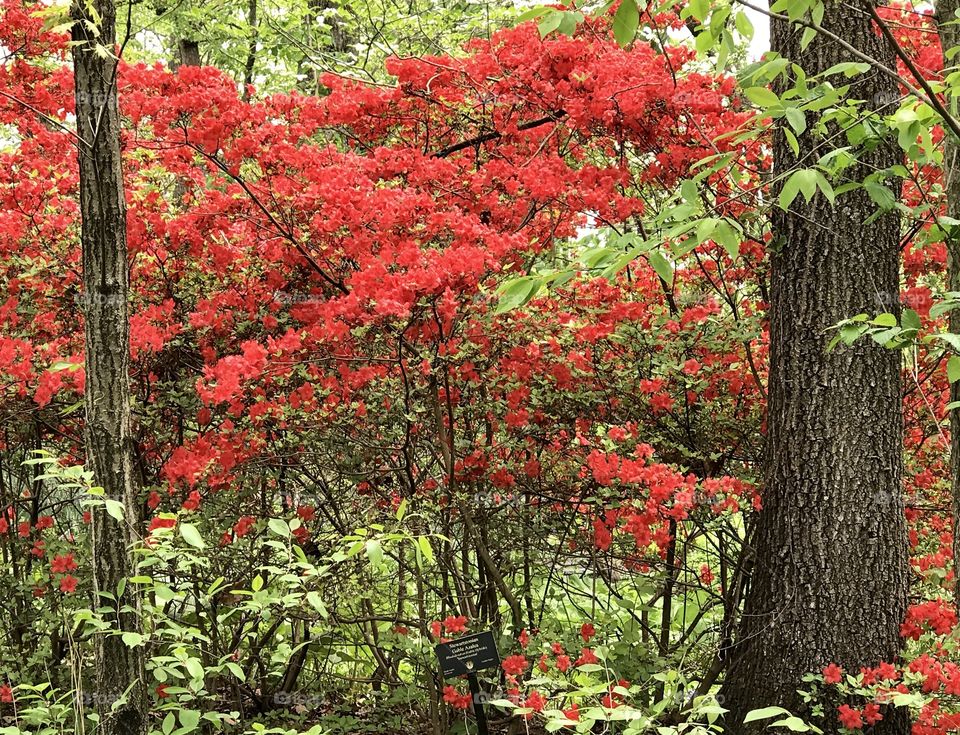 Powell Gardens - Spring